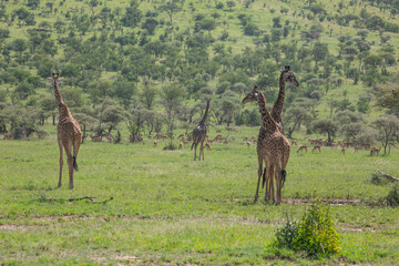 Naklejka na ściany i meble Giraffes with acacia trees in Serengeti National Park of Tanzania.