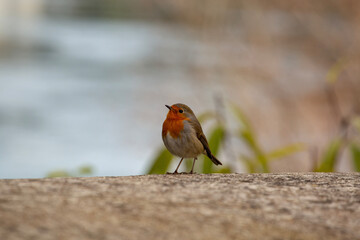 robin on a branch