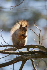 Cute squirrel eating on a tree branch