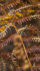 Vue rapproch&eacute;e sur des feuilles de foug&egrave;res aux couleurs jaun&acirc;tres