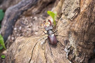 beetle on wood