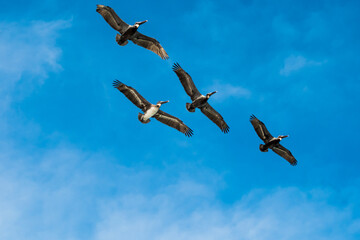 Birds in Flight