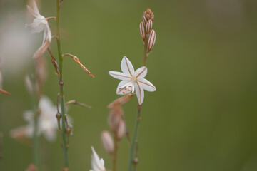 Flora of Gran Canaria -  Asphodelus tenuifolius,  asphodel, floral background
