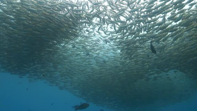 Large Cloud of Selar Boop Fish Shoaling Together in Shallow Bay