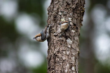 Obraz premium Two Brown-headed Nuthatches