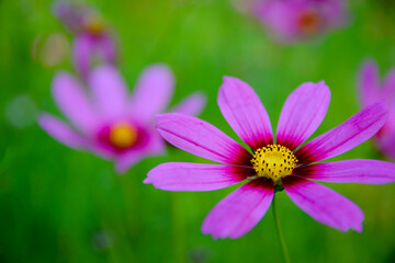Fototapeta premium Bright cosmos flower in the flower garden