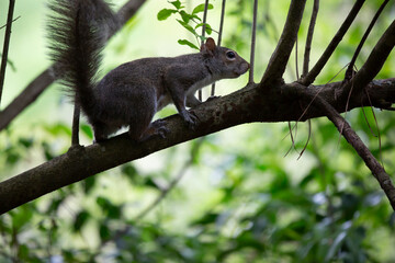 Squirrel Scurrying