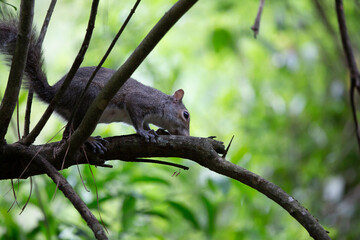 Curious Squirrel