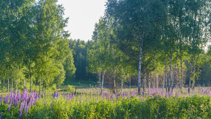 The edge of the forest with a meadow with lupine flowers in summer in Russia on a sunny day