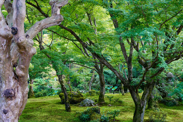Fototapeta premium 京都の寺院の庭園風景