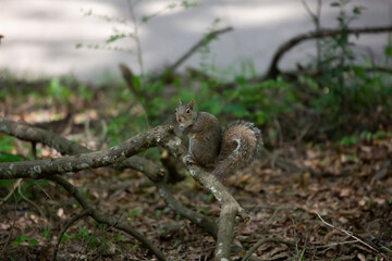 Squirrel on a Tree Limb