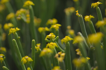 Flora of Gran Canaria -  Euphorbia aphylla, leafless spurge, endemic to Canary Islands
