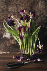 Still life of withering purple tulips