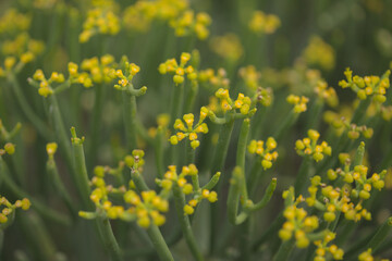 Flora of Gran Canaria -  Euphorbia aphylla, leafless spurge, endemic to Canary Islands
