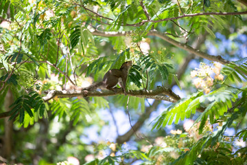Squirrel in a Mimosa Tree