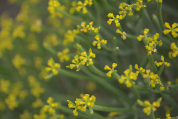 Flora of Gran Canaria -  Euphorbia aphylla, leafless spurge, endemic to Canary Islands
