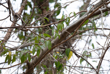 Partially Hidden Squirrel