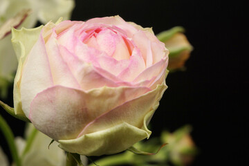 丸くて可愛いアルヌワブラン