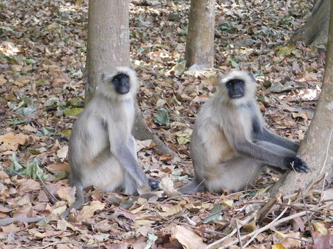 Gray langur close up , indian monkey, black face monkey, face close up