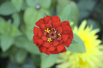 Flowers in a Flower 3