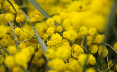 Flora of Gran Canaria - Acacia saligna, golden wreath wattle, introduced and invasive species, natural macro floral background
