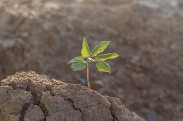 A young plant growing on cracked ground. Ecological problems. Earth day concept 