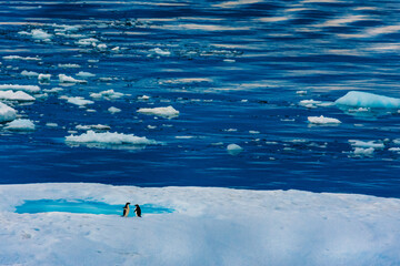 Penguin couple having a chat on an iceberg in Antarctica