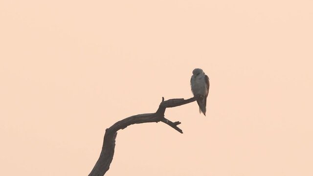 Full shot of black winged shouldered kite or elanus caeruleus perched on tree trunk during winter sunrise light at forest of central india