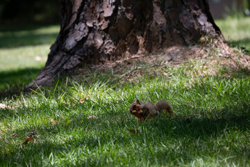 Hungry Squirrel