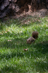 Hungry Squirrel