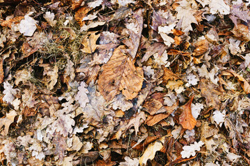 Autumn forest ground background. Golden yellow leaves on the ground. Fall season path in a park texture. Dry vibrant leaf organic landscape. Orange earth backdrop.