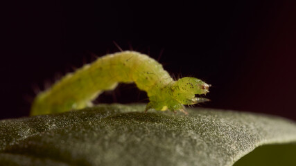 green caterpillar on green leaf and black background