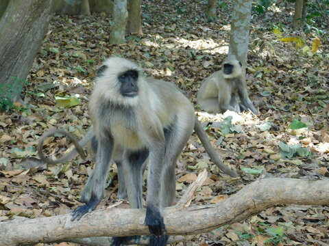 Gray langur close up , indian monkey, black face monkey, face close up