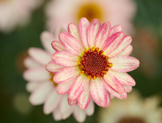 Obraz premium Flowers of Argyranthemum, marguerite daisy endemic to the Canary Islands, pink and yellow garden variety 