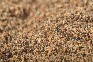 egg laying and very small flies macro