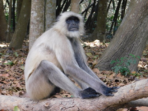 Gray langur close up , indian monkey, black face monkey, face close up