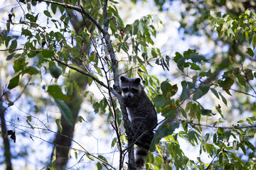 Raccoon Looking Down