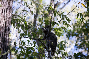 Raccoon Climbing