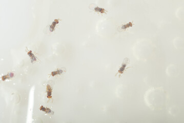 many flies on a bright background macro