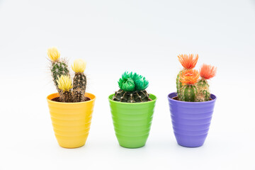 Three small cactus plants with colorful flower in colorful pot isolated over white background with copy space.