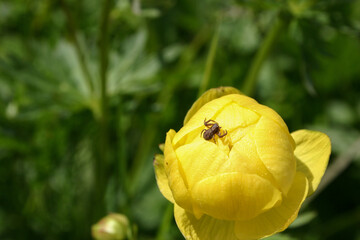 eine kugelige Butterblume mit einer kleinen Spinne