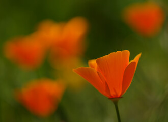 Flora of Gran Canaria -  Eschscholzia californica, the California poppy, introduced and invasive species natural macro floral background