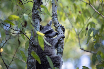 Raccoon Climbing