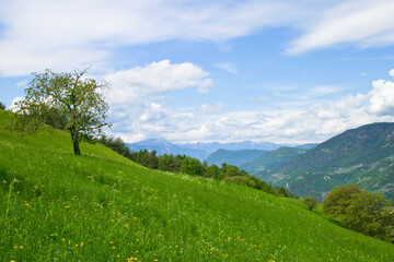 Fototapeta na wymiar Berge und Almwiese mit Obstbaum, Ausblick in ein weites Tal an einem sonnigen Tal