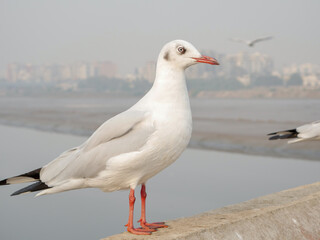 Group of Seagulls standing on bridge railing