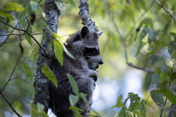 Raccoon Climbing Tree