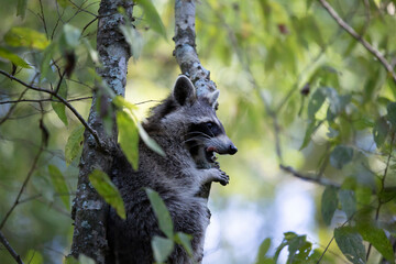 Raccoon Climbing Tree