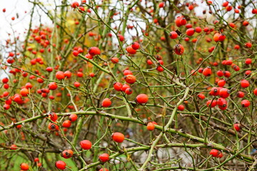 Rose hip
