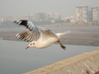 Group of Seagulls standing on bridge railing