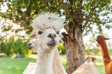 Obraz premium Cute alpaca with funny face relaxing on ranch in summer day. Domestic alpacas grazing on pasture in natural eco farm countryside background. Animal care and ecological farming concept